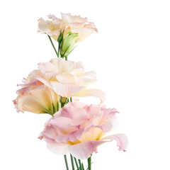 Pink Lisianthus flowers, Texas bluebell flowers, Prairie Gentian flowers, isolated on white background, with clipping path