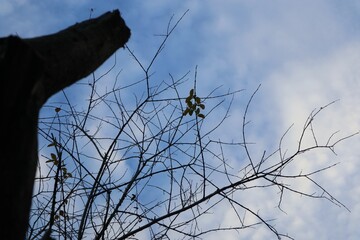 Bare Branches Against the Azure Sky, Embracing the Serenity of the Open Air