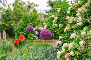 Obraz premium Garden landscape with purple Giant allium (Allium giganteum) flowers in early summer