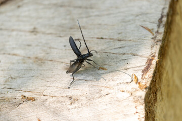 Longhorn beetle Cerambycidae Cerambyx scopolii taking off from a log
