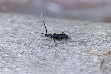 Longhorn beetle Cerambycidae Cerambyx scopolii taking off from a log
