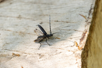 Longhorn beetle Cerambycidae Cerambyx scopolii taking off from a log