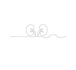 Continuous line drawing of the human organ kidney in one line with a frame on a white background. Abstract vector illustrator