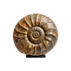 Detailed ammonite fossil spiral shell natural history on transparent background