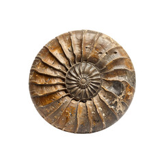 Detailed ammonite fossil spiral shell brown texture on transparent background © Silhouettehub