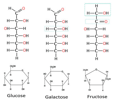 Monosaccharides six carbon isomers glucose fructose and galactose in chain and cyclic form vector illustration infographic