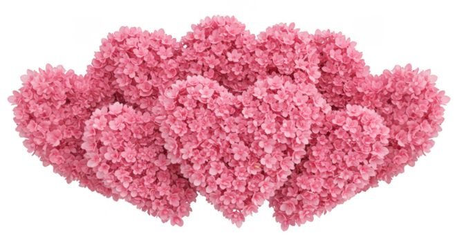Floral Pink Hearts Arranged in a Sweet Pattern Transparent Background