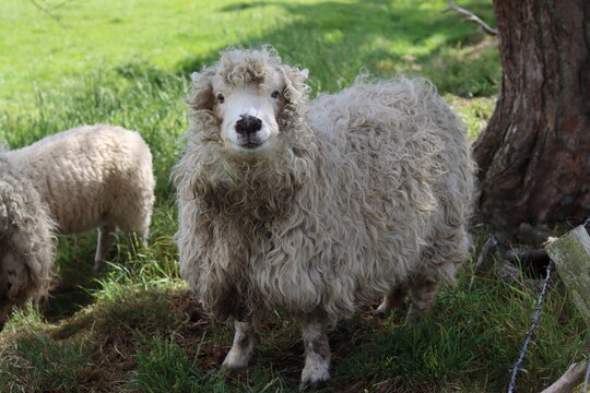 Greyface Dartmoor sheep in a field