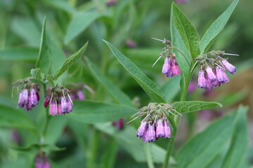 Close up of comfrey flowers