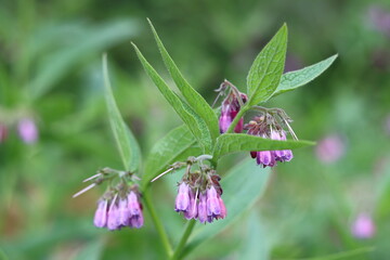 Close up of comfrey flowers