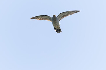 common cuckoo Cuculus canorus in flight or perched in Alsace, France