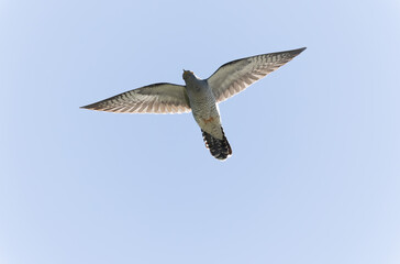 common cuckoo Cuculus canorus in flight or perched in Alsace, France