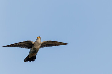 common cuckoo Cuculus canorus in flight or perched in Alsace, France