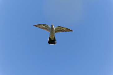 common cuckoo Cuculus canorus in flight or perched in Alsace, France