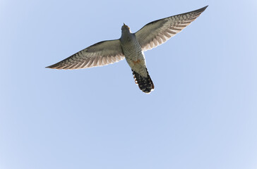 common cuckoo Cuculus canorus in flight or perched in Alsace, France