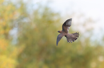 common cuckoo Cuculus canorus in flight or perched in Alsace, France