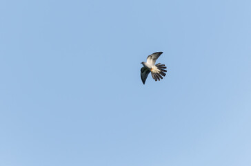 common cuckoo Cuculus canorus in flight or perched in Alsace, France