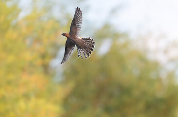 common cuckoo Cuculus canorus in flight or perched in Alsace, France