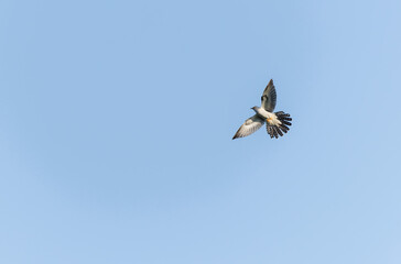 common cuckoo Cuculus canorus in flight or perched in Alsace, France