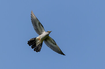 common cuckoo Cuculus canorus in flight or perched in Alsace, France