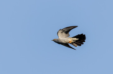 common cuckoo Cuculus canorus in flight or perched in Alsace, France