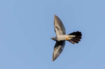 common cuckoo Cuculus canorus in flight or perched in Alsace, France