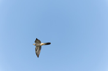 common cuckoo Cuculus canorus in flight or perched in Alsace, France