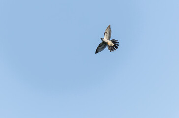 common cuckoo Cuculus canorus in flight or perched in Alsace, France