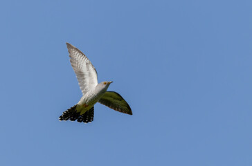 common cuckoo Cuculus canorus in flight or perched in Alsace, France