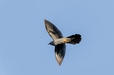 common cuckoo Cuculus canorus in flight or perched in Alsace, France