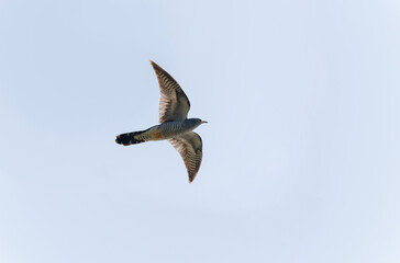 common cuckoo Cuculus canorus in flight or perched in Alsace, France
