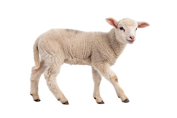 Fototapeta premium Young white lamb with fluffy wool coat standing in profile showing farm animal, isolated on a transparent background