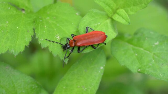 Black-Headed Scarlet Lily Beetle,Pyrochroa Coccinea, Sitting on a Leaf in the Forest, Closeup