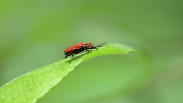 Black-Headed Scarlet Lily Beetle Sitting on a Leaf in the Forest, ,Pyrochroa Coccinea, Closeup