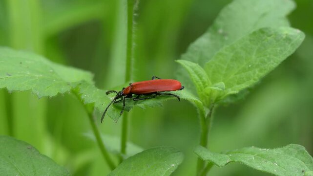 Black-Headed Scarlet Lily Beetle Sitting on a Leaf in the Forest , Pyrochroa Coccinea, Closeup