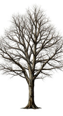 Obraz premium Illustration of a Tall Bare Tree with Brown Trunk Isolated on Transparent