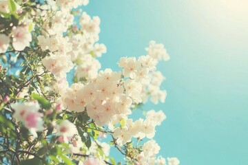 cherry blossom in spring