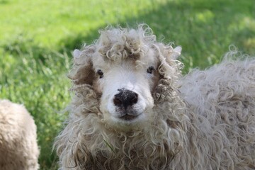 Greyface Dartmoor sheep in a field