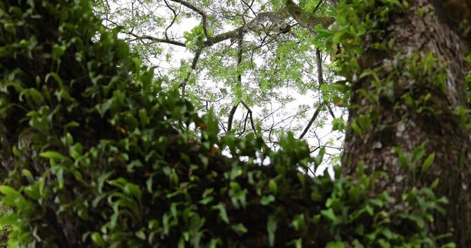 The big fresh green old tree in the rainy season of the Albizia lebbeck tree, common names as siris, walnut, Broome raintree, lebbeck, lebbek tree, frywood, koko, and woman's tongue tree.