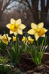 Naklejka premium daffodils in spring