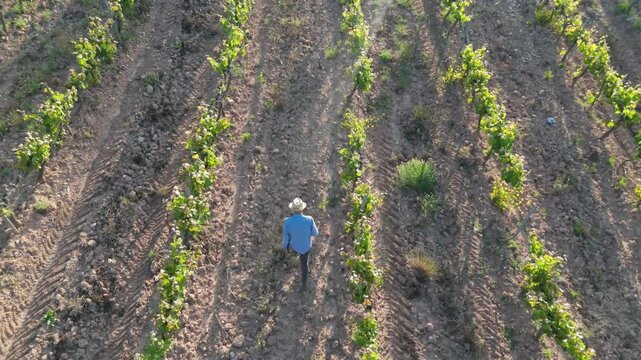 Experienced winemaker carefully walking vineyard rows, examining grape clusters under bright sunlight, monitoring vine health before upcoming wine production season