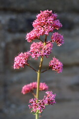 Close up of pink valerian flowers