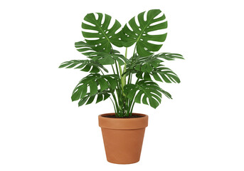 Obraz premium Illustration of Monstera Plant in Pot on Transparent Background