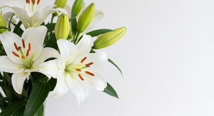 Blooming White Lilies Bouquet Against Clean Background