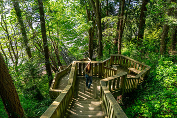 Wooden boardwalk and stairs trail in green forest.