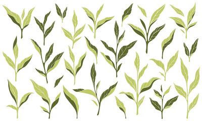 Leaf icon. Tea leaves. Green herb, nature simple design. Environmental tree on mint label. Healthy plant silhouette shape. ECO organic symbol. Different greenery, organic symbol. Vector isolated logo