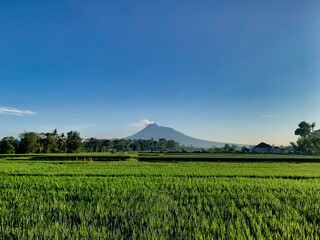 Morning view of green paddy field with Merapi volcano in the background