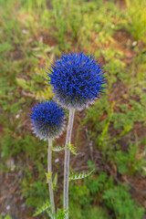 Flowering plant Echinops ritro close-up. Wild plants of Buryatia.
