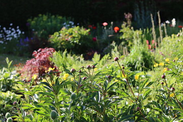 Cottage garden with a bed of colourful flowers