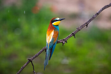 European bee eater, Merops apiaster. Common bee-eater. Close-up